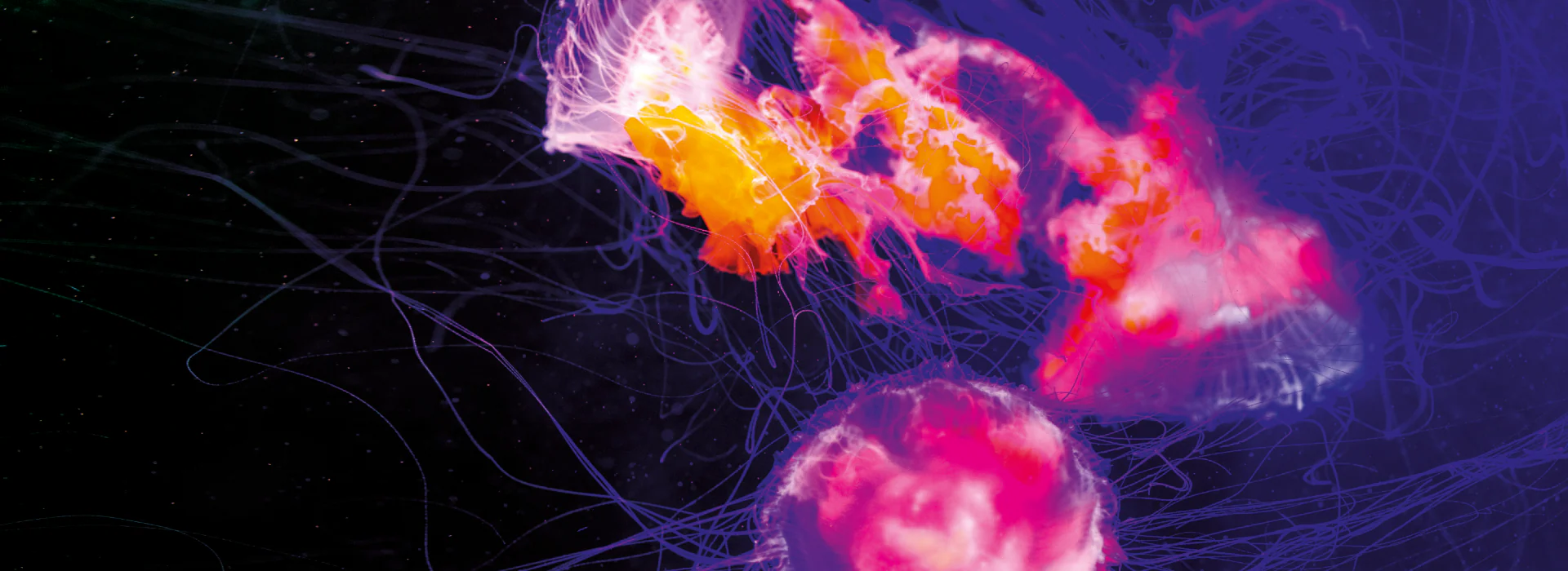 L'Eccellenza per il tuo Reef